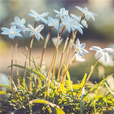 加拿大pc入口手机app下载截图